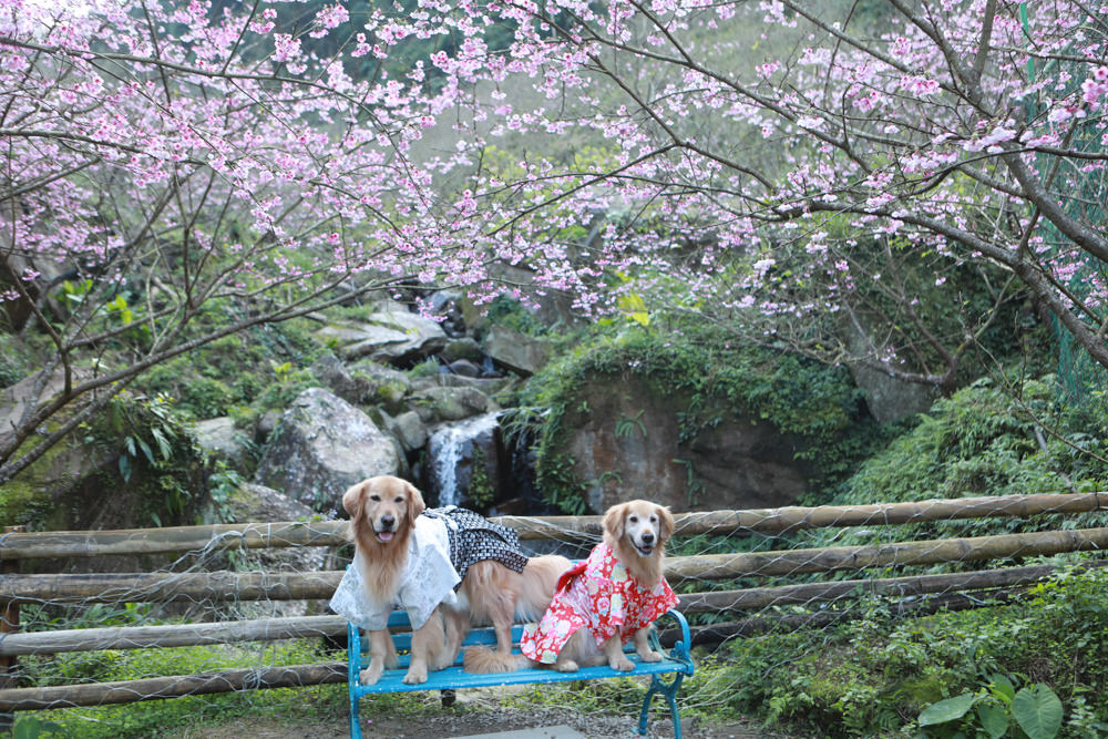 新北三峽賞櫻景點|三峽大熊櫻花林。寵物友善景點、粉紅櫻花夢幻綻放、4000顆櫻花陸續綻放,還有夜櫻可以欣賞 - 第16張圖 新北三峽賞櫻景點|三峽大熊櫻花林。寵物友善景點、粉紅櫻花夢幻綻放、4000顆櫻花陸續綻放,還有夜櫻可以欣賞