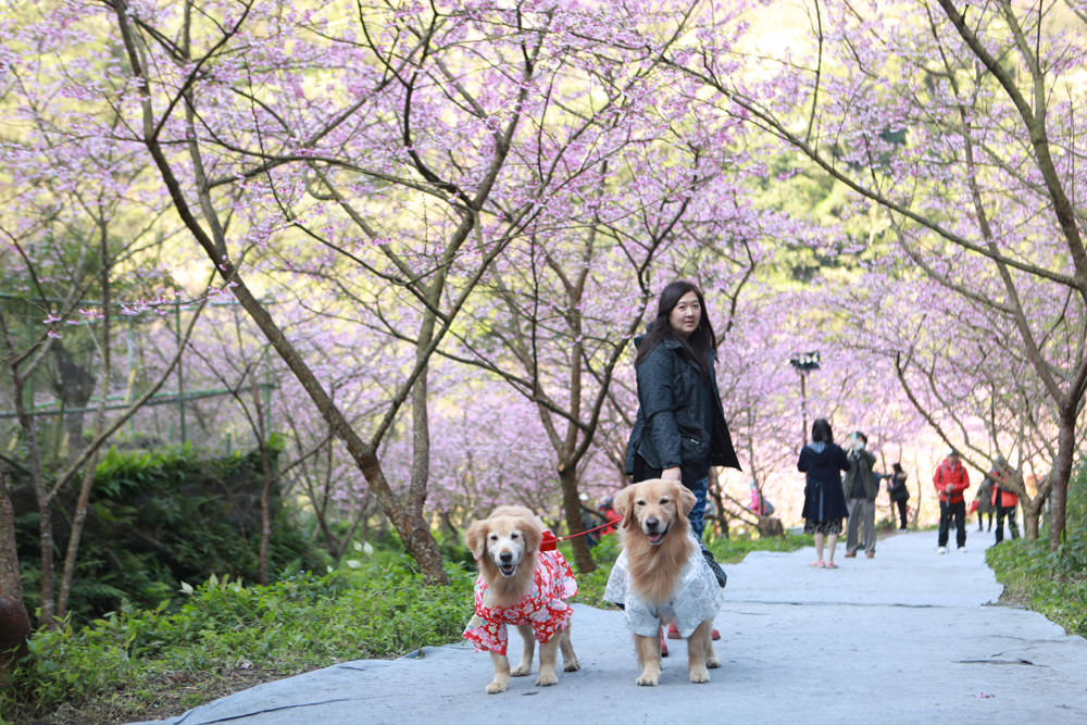 新北三峽賞櫻景點|三峽大熊櫻花林。寵物友善景點、粉紅櫻花夢幻綻放、4000顆櫻花陸續綻放,還有夜櫻可以欣賞 - 第15張圖 新北三峽賞櫻景點|三峽大熊櫻花林。寵物友善景點、粉紅櫻花夢幻綻放、4000顆櫻花陸續綻放,還有夜櫻可以欣賞