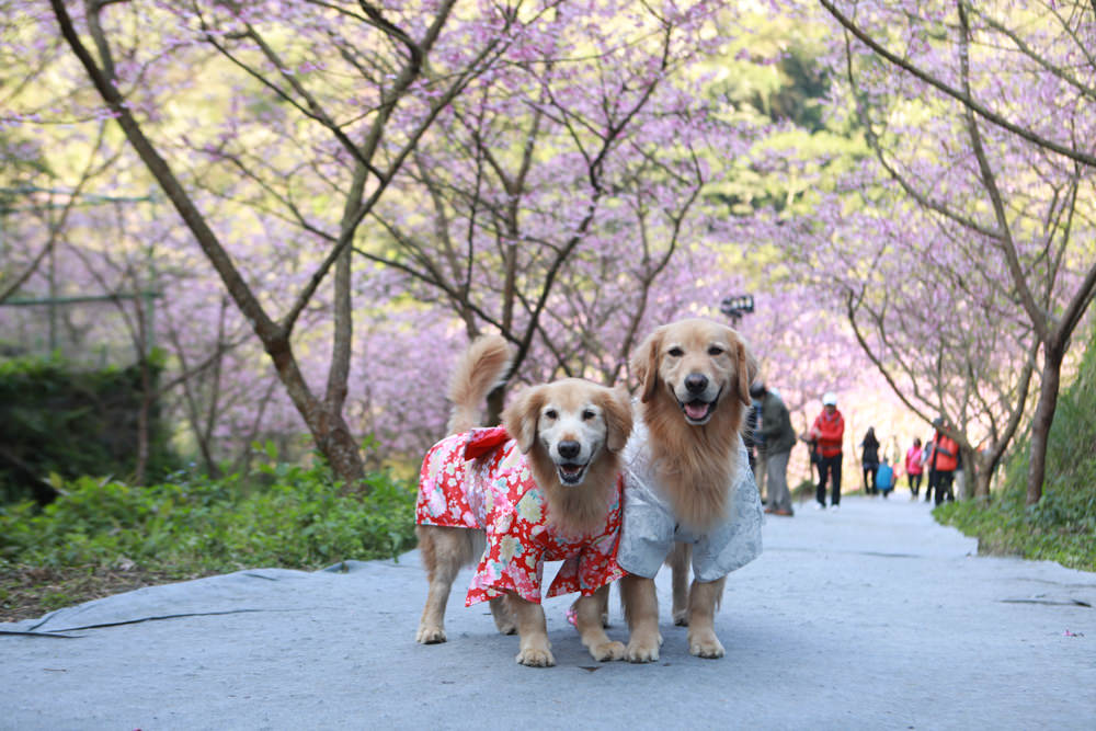 新北三峽賞櫻景點|三峽大熊櫻花林。寵物友善景點、粉紅櫻花夢幻綻放、4000顆櫻花陸續綻放,還有夜櫻可以欣賞 - 第14張圖 新北三峽賞櫻景點|三峽大熊櫻花林。寵物友善景點、粉紅櫻花夢幻綻放、4000顆櫻花陸續綻放,還有夜櫻可以欣賞