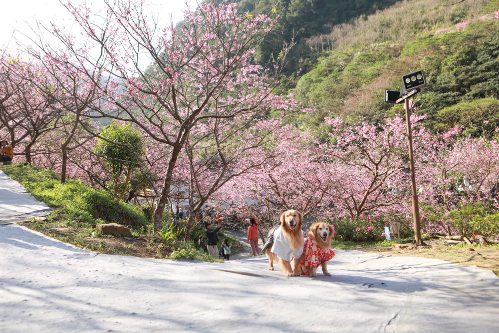 新北三峽賞櫻景點|三峽大熊櫻花林。寵物友善景點、粉紅櫻花夢幻綻放、4000顆櫻花陸續綻放,還有夜櫻可以欣賞 - 第13張圖 新北三峽賞櫻景點|三峽大熊櫻花林。寵物友善景點、粉紅櫻花夢幻綻放、4000顆櫻花陸續綻放,還有夜櫻可以欣賞