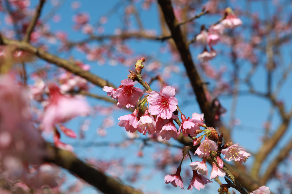 新北三峽賞櫻景點|三峽大熊櫻花林。寵物友善景點、粉紅櫻花夢幻綻放、4000顆櫻花陸續綻放,還有夜櫻可以欣賞 - 第12張圖 新北三峽賞櫻景點|三峽大熊櫻花林。寵物友善景點、粉紅櫻花夢幻綻放、4000顆櫻花陸續綻放,還有夜櫻可以欣賞