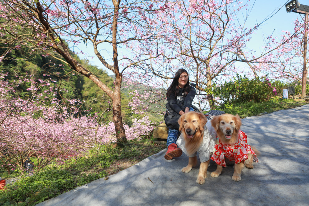 新北三峽賞櫻景點|三峽大熊櫻花林。寵物友善景點、粉紅櫻花夢幻綻放、4000顆櫻花陸續綻放,還有夜櫻可以欣賞 - 第11張圖 新北三峽賞櫻景點|三峽大熊櫻花林。寵物友善景點、粉紅櫻花夢幻綻放、4000顆櫻花陸續綻放,還有夜櫻可以欣賞