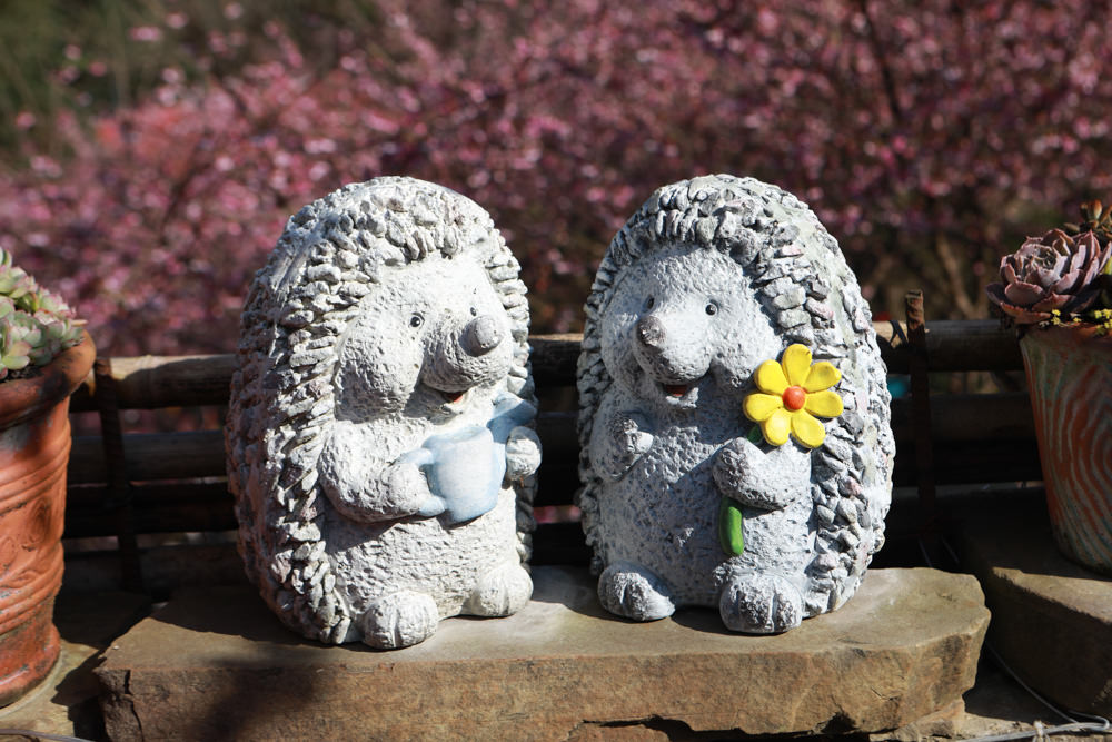 新北三峽賞櫻景點|三峽大熊櫻花林。寵物友善景點、粉紅櫻花夢幻綻放、4000顆櫻花陸續綻放,還有夜櫻可以欣賞 - 第10張圖 新北三峽賞櫻景點|三峽大熊櫻花林。寵物友善景點、粉紅櫻花夢幻綻放、4000顆櫻花陸續綻放,還有夜櫻可以欣賞