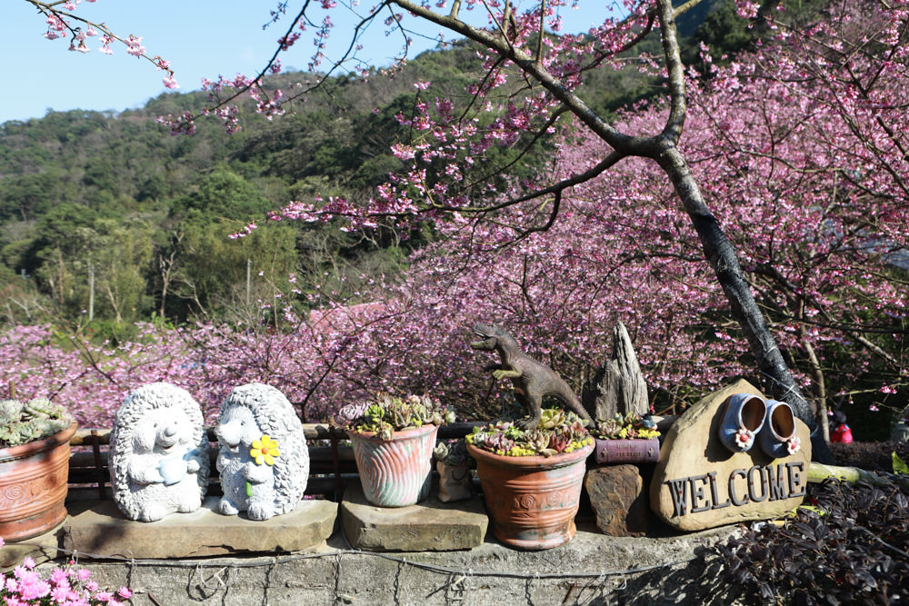 新北三峽賞櫻景點|三峽大熊櫻花林。寵物友善景點、粉紅櫻花夢幻綻放、4000顆櫻花陸續綻放,還有夜櫻可以欣賞 - 第9張圖 新北三峽賞櫻景點|三峽大熊櫻花林。寵物友善景點、粉紅櫻花夢幻綻放、4000顆櫻花陸續綻放,還有夜櫻可以欣賞