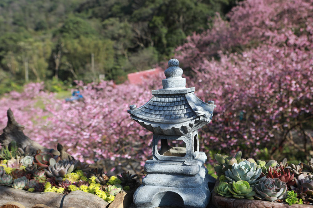 新北三峽賞櫻景點|三峽大熊櫻花林。寵物友善景點、粉紅櫻花夢幻綻放、4000顆櫻花陸續綻放,還有夜櫻可以欣賞 - 第8張圖 新北三峽賞櫻景點|三峽大熊櫻花林。寵物友善景點、粉紅櫻花夢幻綻放、4000顆櫻花陸續綻放,還有夜櫻可以欣賞