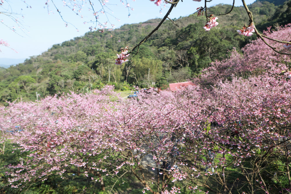 新北三峽賞櫻景點|三峽大熊櫻花林。寵物友善景點、粉紅櫻花夢幻綻放、4000顆櫻花陸續綻放,還有夜櫻可以欣賞 - 第7張圖 新北三峽賞櫻景點|三峽大熊櫻花林。寵物友善景點、粉紅櫻花夢幻綻放、4000顆櫻花陸續綻放,還有夜櫻可以欣賞