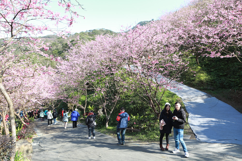 新北三峽賞櫻景點|三峽大熊櫻花林。寵物友善景點、粉紅櫻花夢幻綻放、4000顆櫻花陸續綻放,還有夜櫻可以欣賞 - 第6張圖 新北三峽賞櫻景點|三峽大熊櫻花林。寵物友善景點、粉紅櫻花夢幻綻放、4000顆櫻花陸續綻放,還有夜櫻可以欣賞