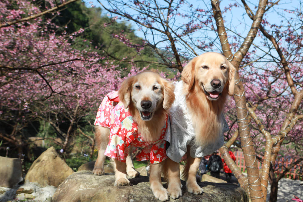 新北三峽賞櫻景點|三峽大熊櫻花林。寵物友善景點、粉紅櫻花夢幻綻放、4000顆櫻花陸續綻放,還有夜櫻可以欣賞 - 第5張圖 新北三峽賞櫻景點|三峽大熊櫻花林。寵物友善景點、粉紅櫻花夢幻綻放、4000顆櫻花陸續綻放,還有夜櫻可以欣賞