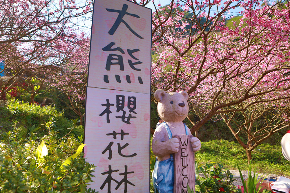 新北三峽賞櫻景點|三峽大熊櫻花林。寵物友善景點、粉紅櫻花夢幻綻放、4000顆櫻花陸續綻放,還有夜櫻可以欣賞 - 第2張圖 新北三峽賞櫻景點|三峽大熊櫻花林。寵物友善景點、粉紅櫻花夢幻綻放、4000顆櫻花陸續綻放,還有夜櫻可以欣賞