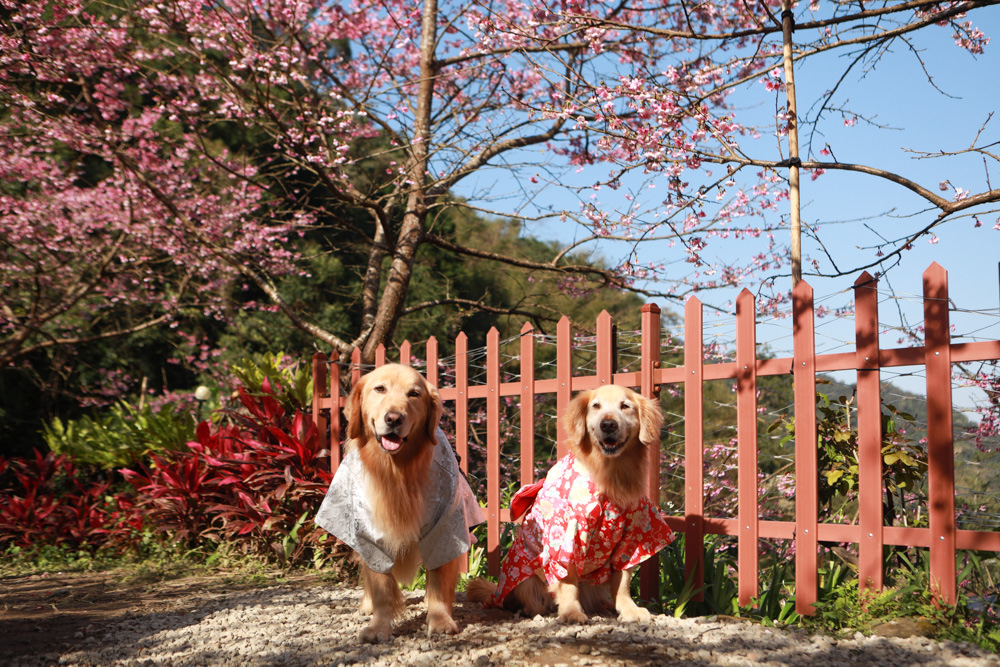 新北三峽賞櫻景點|三峽大熊櫻花林。寵物友善景點、粉紅櫻花夢幻綻放、4000顆櫻花陸續綻放,還有夜櫻可以欣賞 - 第4張圖 新北三峽賞櫻景點|三峽大熊櫻花林。寵物友善景點、粉紅櫻花夢幻綻放、4000顆櫻花陸續綻放,還有夜櫻可以欣賞