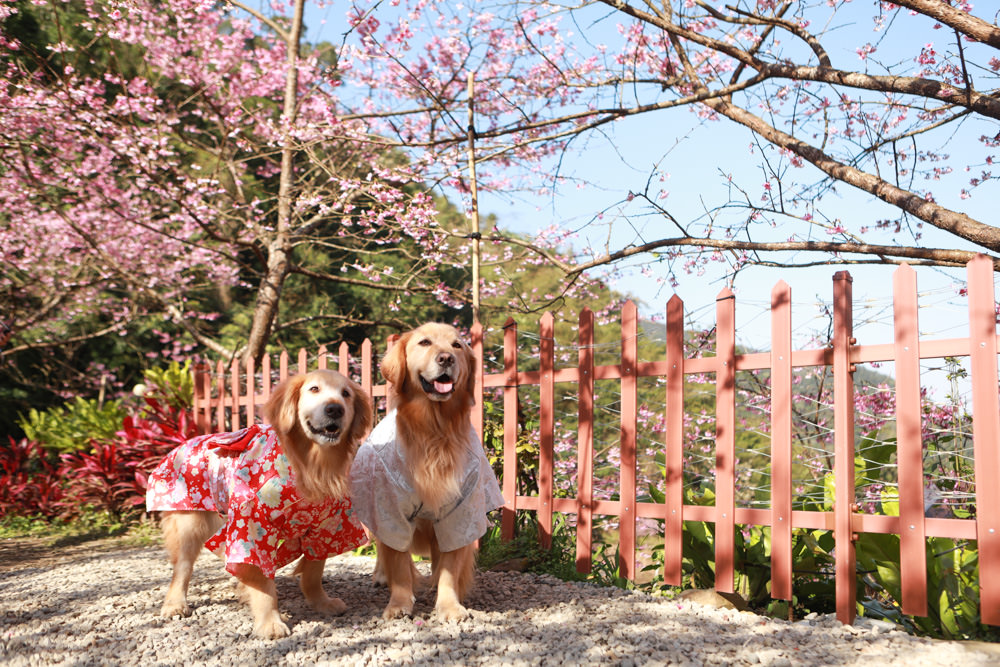 新北三峽賞櫻景點|三峽大熊櫻花林。寵物友善景點、粉紅櫻花夢幻綻放、4000顆櫻花陸續綻放,還有夜櫻可以欣賞 - 第3張圖 新北三峽賞櫻景點|三峽大熊櫻花林。寵物友善景點、粉紅櫻花夢幻綻放、4000顆櫻花陸續綻放,還有夜櫻可以欣賞