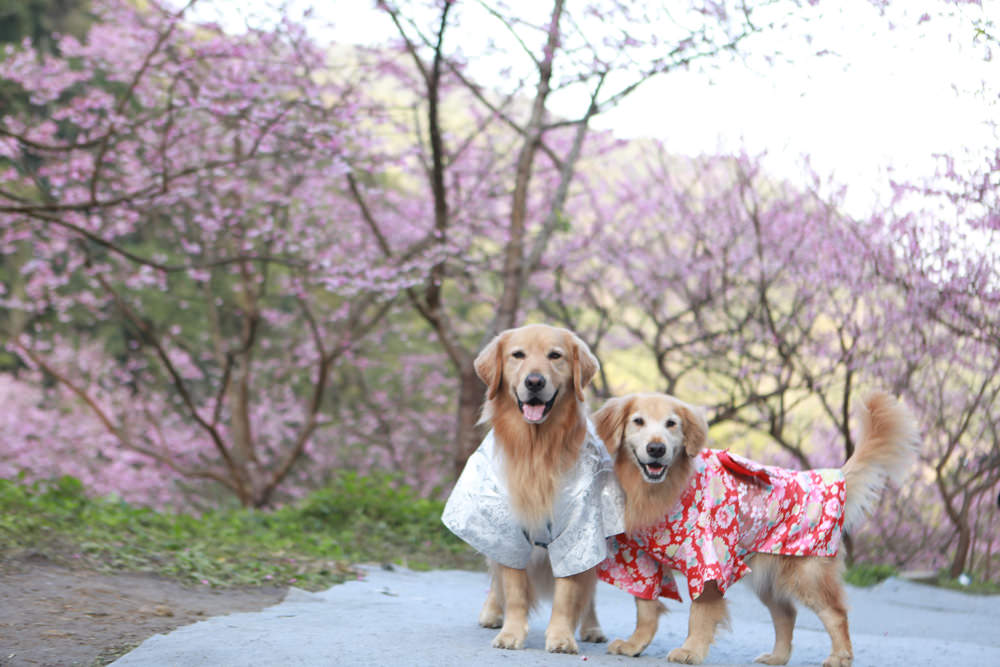 新北三峽賞櫻景點|三峽大熊櫻花林。寵物友善景點、粉紅櫻花夢幻綻放、4000顆櫻花陸續綻放,還有夜櫻可以欣賞 - 第1張圖 新北三峽賞櫻景點|三峽大熊櫻花林。寵物友善景點、粉紅櫻花夢幻綻放、4000顆櫻花陸續綻放,還有夜櫻可以欣賞