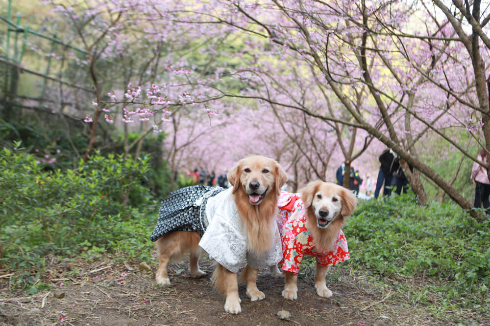 新北三峽賞櫻景點|三峽大熊櫻花林。寵物友善景點、粉紅櫻花夢幻綻放、4000顆櫻花陸續綻放,還有夜櫻可以欣賞 - 第25張圖 新北三峽賞櫻景點|三峽大熊櫻花林。寵物友善景點、粉紅櫻花夢幻綻放、4000顆櫻花陸續綻放,還有夜櫻可以欣賞