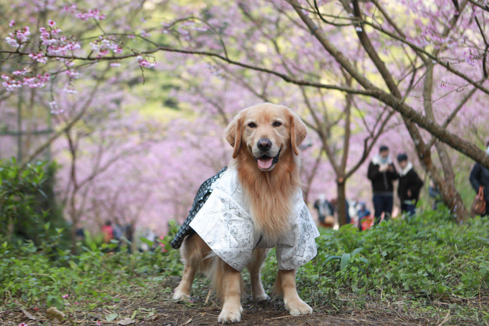 新北三峽賞櫻景點|三峽大熊櫻花林。寵物友善景點、粉紅櫻花夢幻綻放、4000顆櫻花陸續綻放,還有夜櫻可以欣賞 - 第24張圖 新北三峽賞櫻景點|三峽大熊櫻花林。寵物友善景點、粉紅櫻花夢幻綻放、4000顆櫻花陸續綻放,還有夜櫻可以欣賞