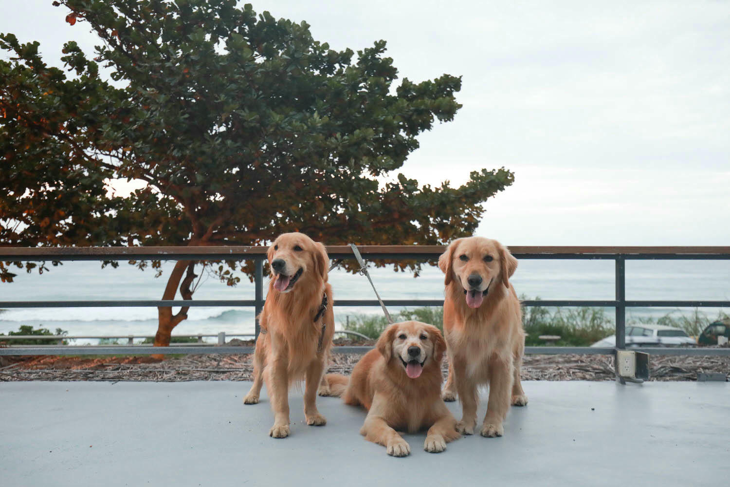 毛小海洋俱樂部｜花蓮鹽寮。花蓮寵物友善民宿、花蓮海景包棟民宿、露營風格美學、野營、星空電影院