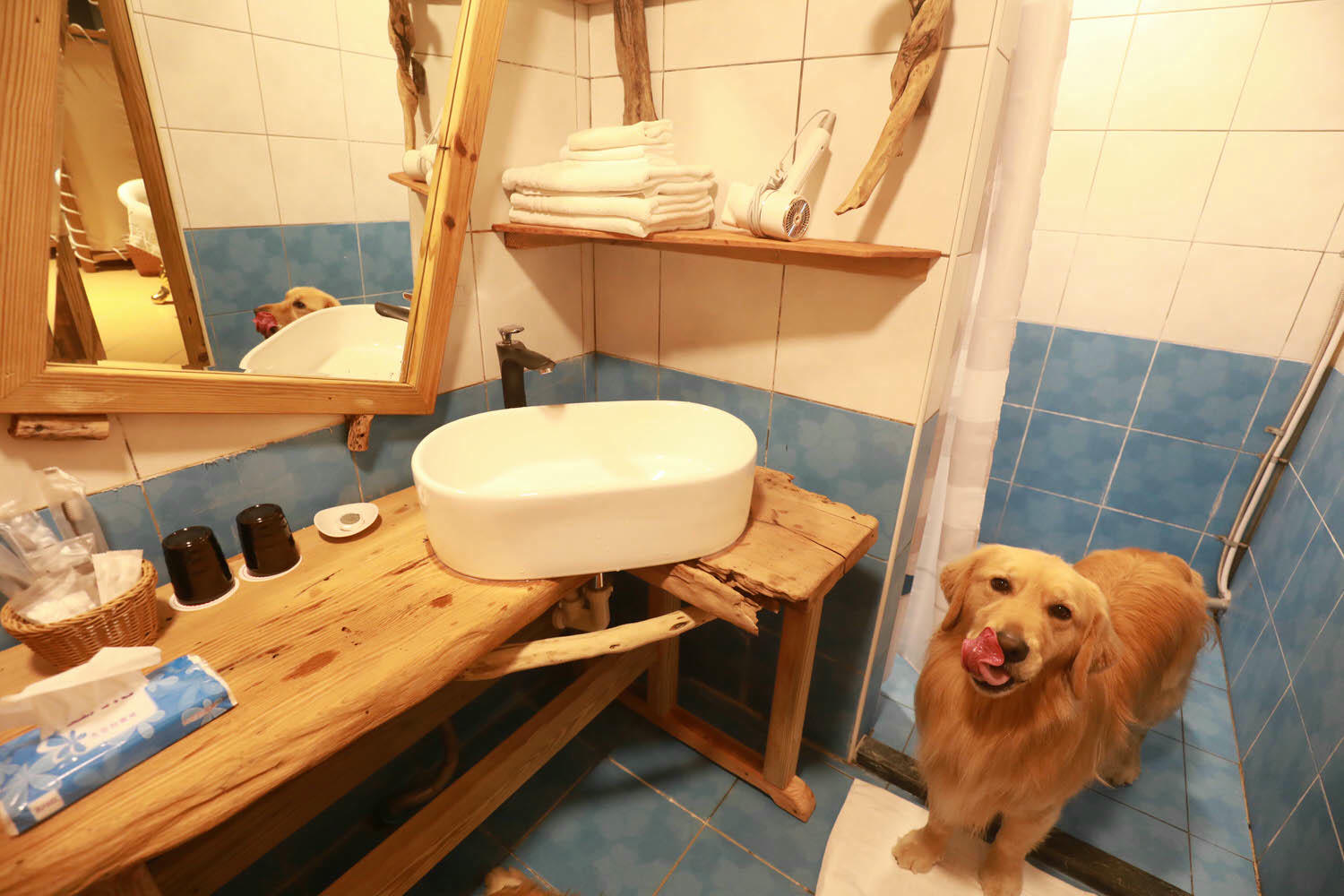 毛小海洋俱樂部｜花蓮鹽寮。花蓮寵物友善民宿、花蓮海景包棟民宿、露營風格美學、野營、星空電影院