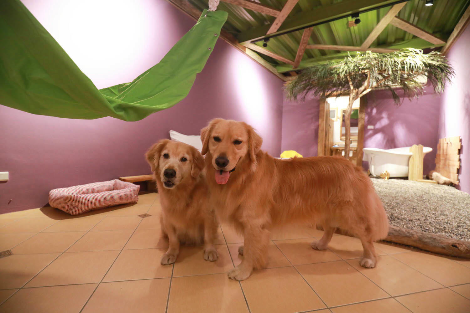 毛小海洋俱樂部｜花蓮鹽寮。花蓮寵物友善民宿、花蓮海景包棟民宿、露營風格美學、野營、星空電影院