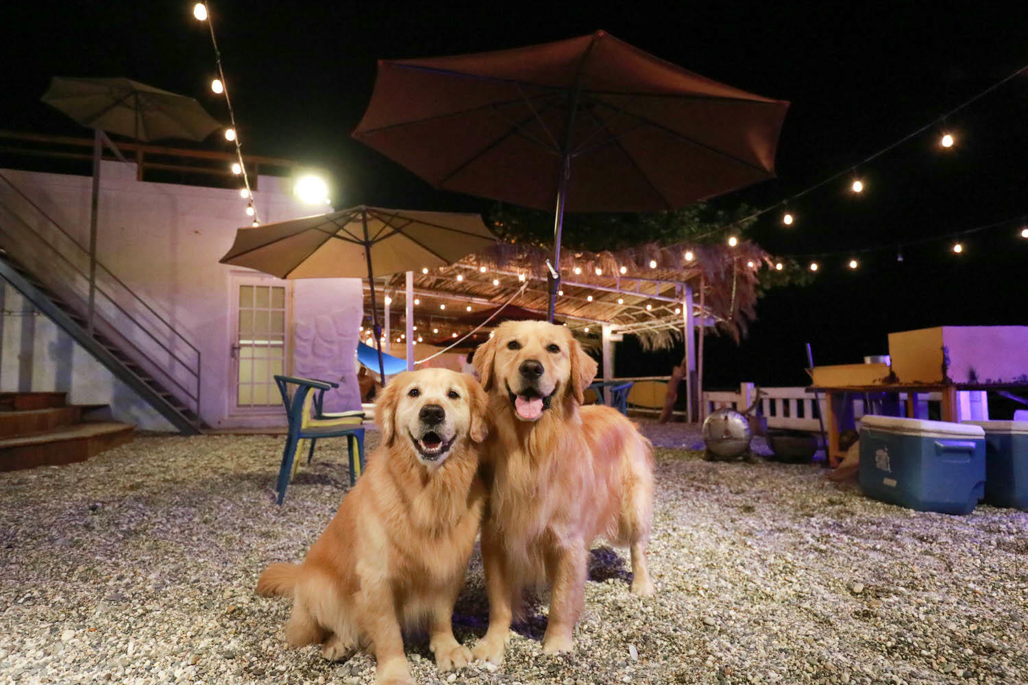 毛小海洋俱樂部｜花蓮鹽寮。花蓮寵物友善民宿、花蓮海景包棟民宿、露營風格美學、野營、星空電影院