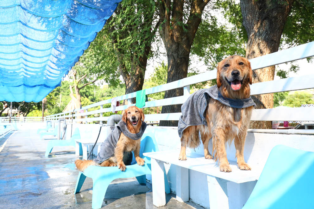 Petaum Apron Towel 寵物專用手感貼身吸水毛巾。多功能設計！可當洗澡圍裙、擦乾毛巾，還可以變身寵物浴袍、寵物洗澡游泳必備！