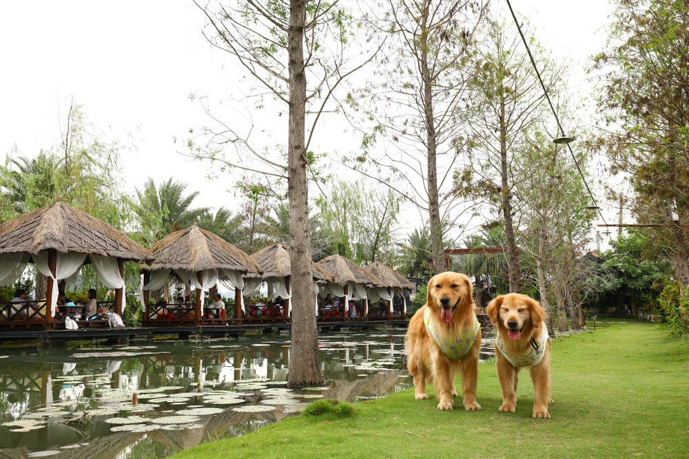 屏東里港美食|水明漾活蝦景觀餐廳。秒穿峇里島風情,坐在發呆亭品嚐熱炒蝦料理、寵物友善 - 第6張圖 屏東里港美食|水明漾活蝦景觀餐廳。秒穿峇里島風情,坐在發呆亭品嚐熱炒蝦料理、寵物友善