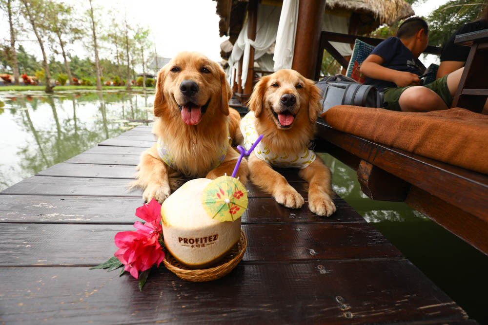 屏東里港美食|水明漾活蝦景觀餐廳。秒穿峇里島風情,坐在發呆亭品嚐熱炒蝦料理、寵物友善 - 第18張圖 屏東里港美食|水明漾活蝦景觀餐廳。秒穿峇里島風情,坐在發呆亭品嚐熱炒蝦料理、寵物友善
