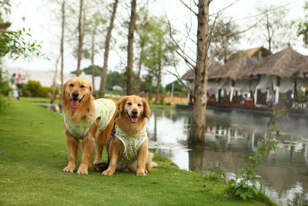 屏東里港美食|水明漾活蝦景觀餐廳。秒穿峇里島風情,坐在發呆亭品嚐熱炒蝦料理、寵物友善 - 第14張圖 屏東里港美食|水明漾活蝦景觀餐廳。秒穿峇里島風情,坐在發呆亭品嚐熱炒蝦料理、寵物友善