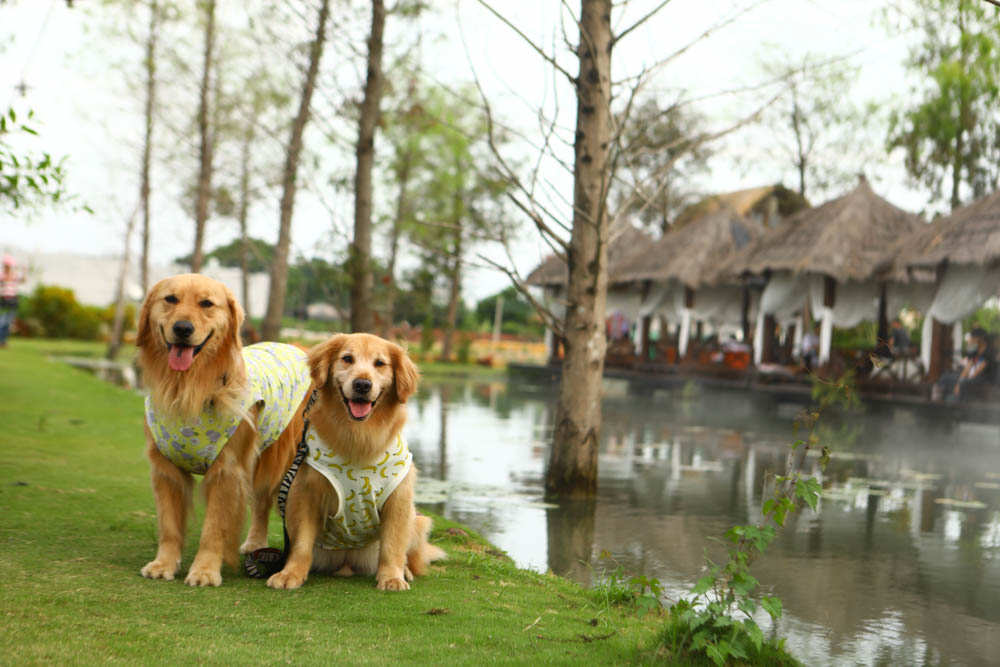 屏東里港美食|水明漾活蝦景觀餐廳。秒穿峇里島風情,坐在發呆亭品嚐熱炒蝦料理、寵物友善 - 第1張圖 屏東里港美食|水明漾活蝦景觀餐廳。秒穿峇里島風情,坐在發呆亭品嚐熱炒蝦料理、寵物友善