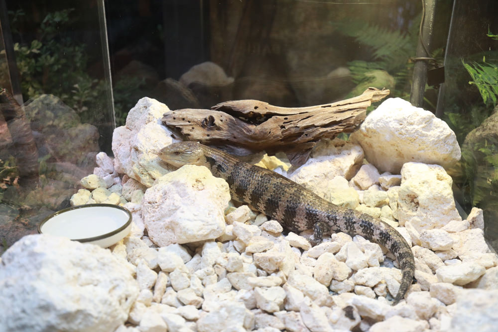 沖繩南部新景點｜DMM Kariyushi水族館。沖繩最新水族館、結合沖繩陸地、海洋生態神秘療癒的超夢幻水族館！！