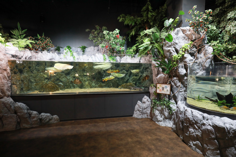 沖繩南部新景點｜DMM Kariyushi水族館。沖繩最新水族館、結合沖繩陸地、海洋生態神秘療癒的超夢幻水族館！！