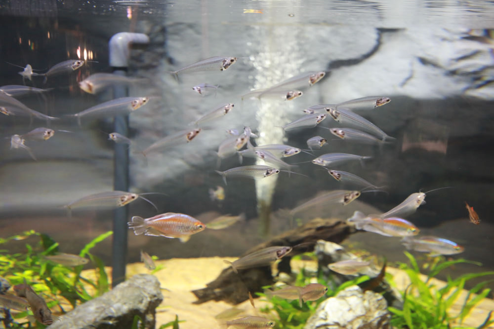 沖繩南部新景點｜DMM Kariyushi水族館。沖繩最新水族館、結合沖繩陸地、海洋生態神秘療癒的超夢幻水族館！！