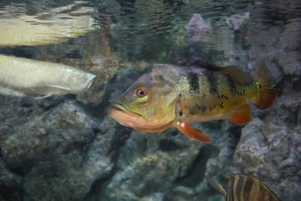 沖繩南部新景點｜DMM Kariyushi水族館。沖繩最新水族館、結合沖繩陸地、海洋生態神秘療癒的超夢幻水族館！！