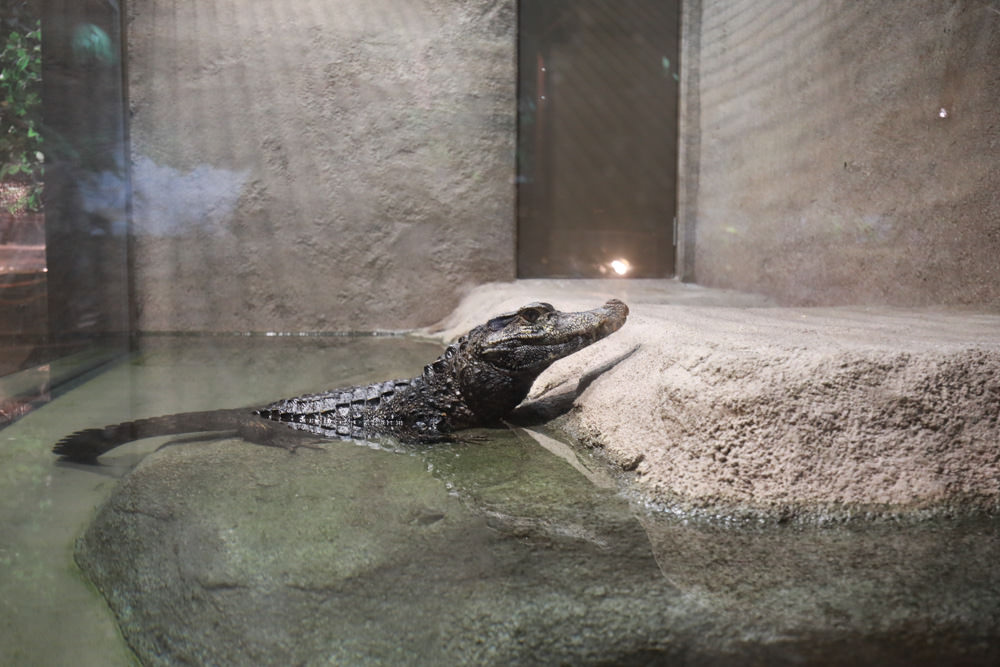 沖繩南部新景點｜DMM Kariyushi水族館。沖繩最新水族館、結合沖繩陸地、海洋生態神秘療癒的超夢幻水族館！！
