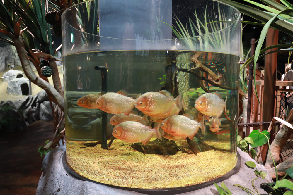 沖繩南部新景點｜DMM Kariyushi水族館。沖繩最新水族館、結合沖繩陸地、海洋生態神秘療癒的超夢幻水族館！！