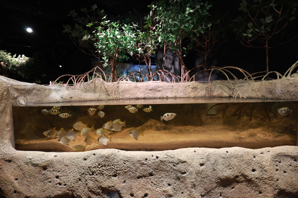 沖繩南部新景點｜DMM Kariyushi水族館。沖繩最新水族館、結合沖繩陸地、海洋生態神秘療癒的超夢幻水族館！！