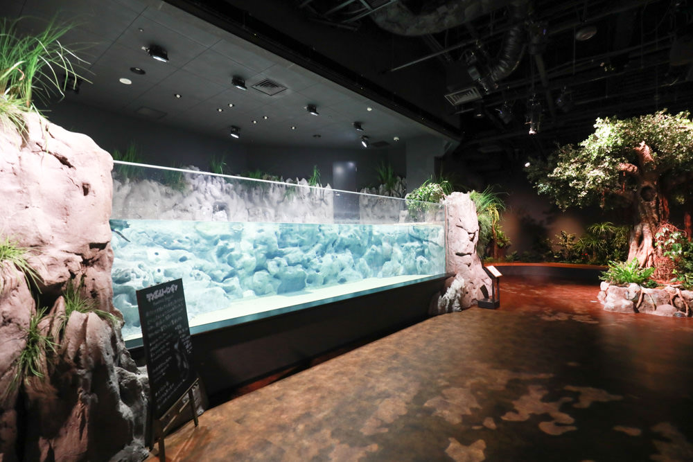 沖繩南部新景點｜DMM Kariyushi水族館。沖繩最新水族館、結合沖繩陸地、海洋生態神秘療癒的超夢幻水族館！！