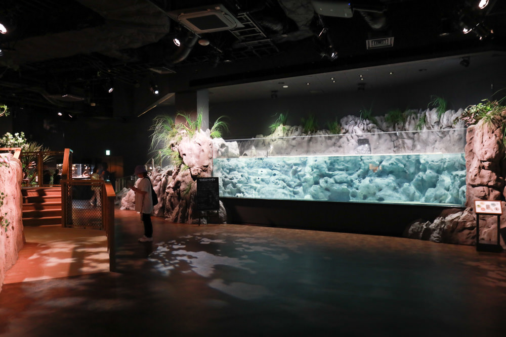 沖繩南部新景點｜DMM Kariyushi水族館。沖繩最新水族館、結合沖繩陸地、海洋生態神秘療癒的超夢幻水族館！！