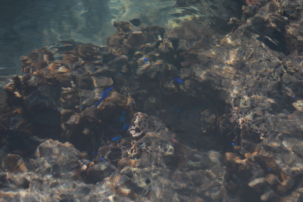 沖繩北部私房景點|備瀨福木林道、備瀨崎海岸。騎腳踏車穿梭在300年歷史的綠色隧道 - 第13張圖 沖繩北部私房景點|備瀨福木林道、備瀨崎海岸。騎腳踏車穿梭在300年歷史的綠色隧道