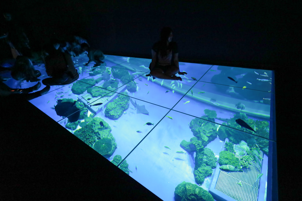 沖繩南部新景點｜DMM Kariyushi水族館。沖繩最新水族館、結合沖繩陸地、海洋生態神秘療癒的超夢幻水族館！！