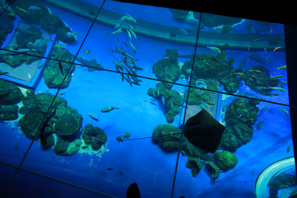 沖繩南部新景點｜DMM Kariyushi水族館。沖繩最新水族館、結合沖繩陸地、海洋生態神秘療癒的超夢幻水族館！！