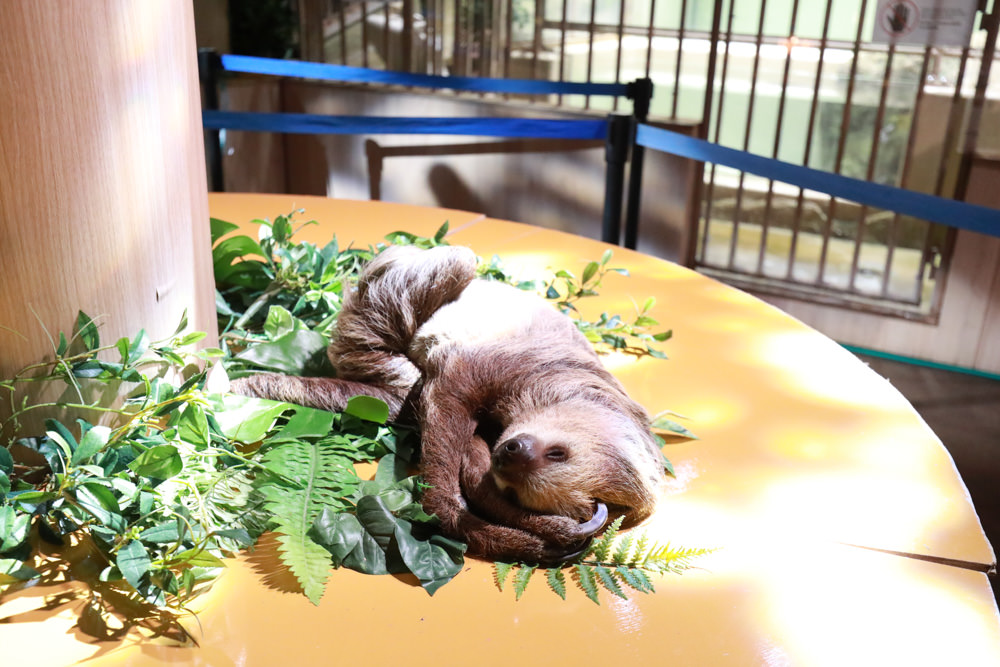 沖繩南部新景點｜DMM Kariyushi水族館。沖繩最新水族館、結合沖繩陸地、海洋生態神秘療癒的超夢幻水族館！！