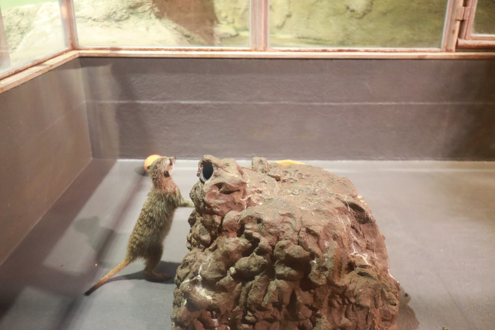 沖繩南部新景點｜DMM Kariyushi水族館。沖繩最新水族館、結合沖繩陸地、海洋生態神秘療癒的超夢幻水族館！！