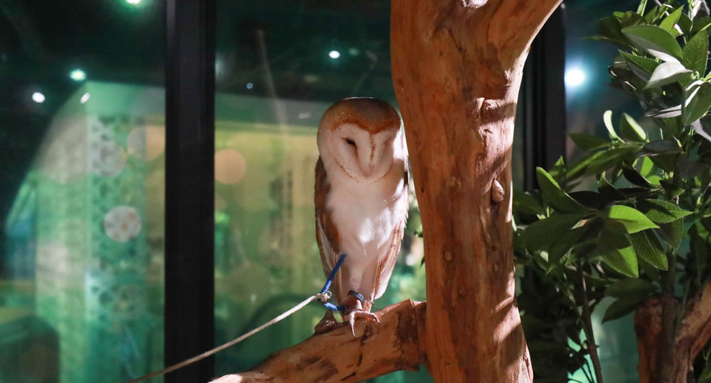 沖繩南部新景點｜DMM Kariyushi水族館。沖繩最新水族館、結合沖繩陸地、海洋生態神秘療癒的超夢幻水族館！！