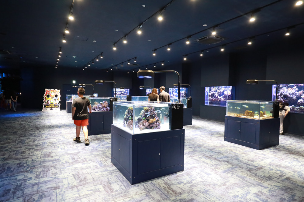 沖繩南部新景點｜DMM Kariyushi水族館。沖繩最新水族館、結合沖繩陸地、海洋生態神秘療癒的超夢幻水族館！！