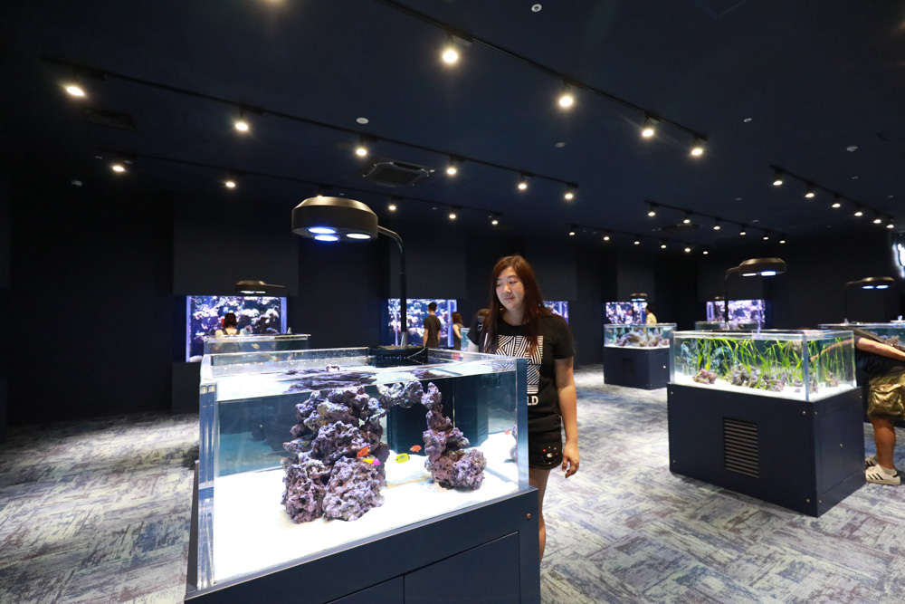 沖繩南部新景點｜DMM Kariyushi水族館。沖繩最新水族館、結合沖繩陸地、海洋生態神秘療癒的超夢幻水族館！！