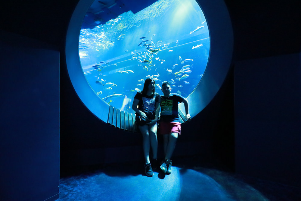 沖繩南部新景點｜DMM Kariyushi水族館。沖繩最新水族館、結合沖繩陸地、海洋生態神秘療癒的超夢幻水族館！！