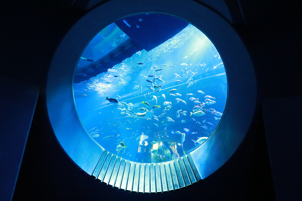 沖繩南部新景點｜DMM Kariyushi水族館。沖繩最新水族館、結合沖繩陸地、海洋生態神秘療癒的超夢幻水族館！！