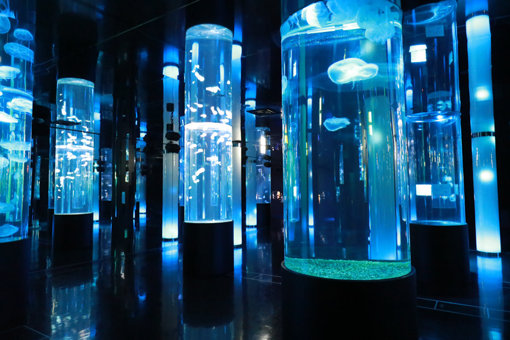 沖繩南部新景點｜DMM Kariyushi水族館。沖繩最新水族館、結合沖繩陸地、海洋生態神秘療癒的超夢幻水族館！！