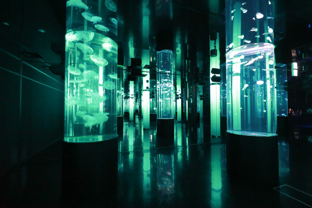 沖繩南部新景點｜DMM Kariyushi水族館。沖繩最新水族館、結合沖繩陸地、海洋生態神秘療癒的超夢幻水族館！！