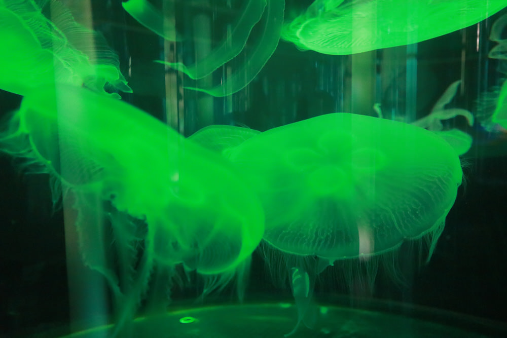 沖繩南部新景點｜DMM Kariyushi水族館。沖繩最新水族館、結合沖繩陸地、海洋生態神秘療癒的超夢幻水族館！！