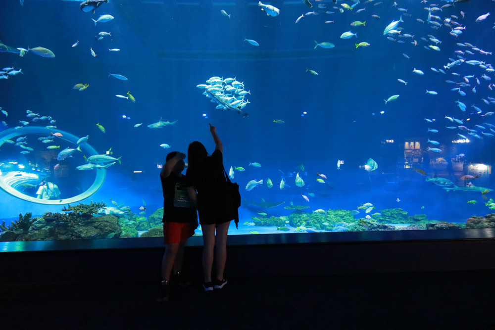 沖繩南部新景點｜DMM Kariyushi水族館。沖繩最新水族館、結合沖繩陸地、海洋生態神秘療癒的超夢幻水族館！！